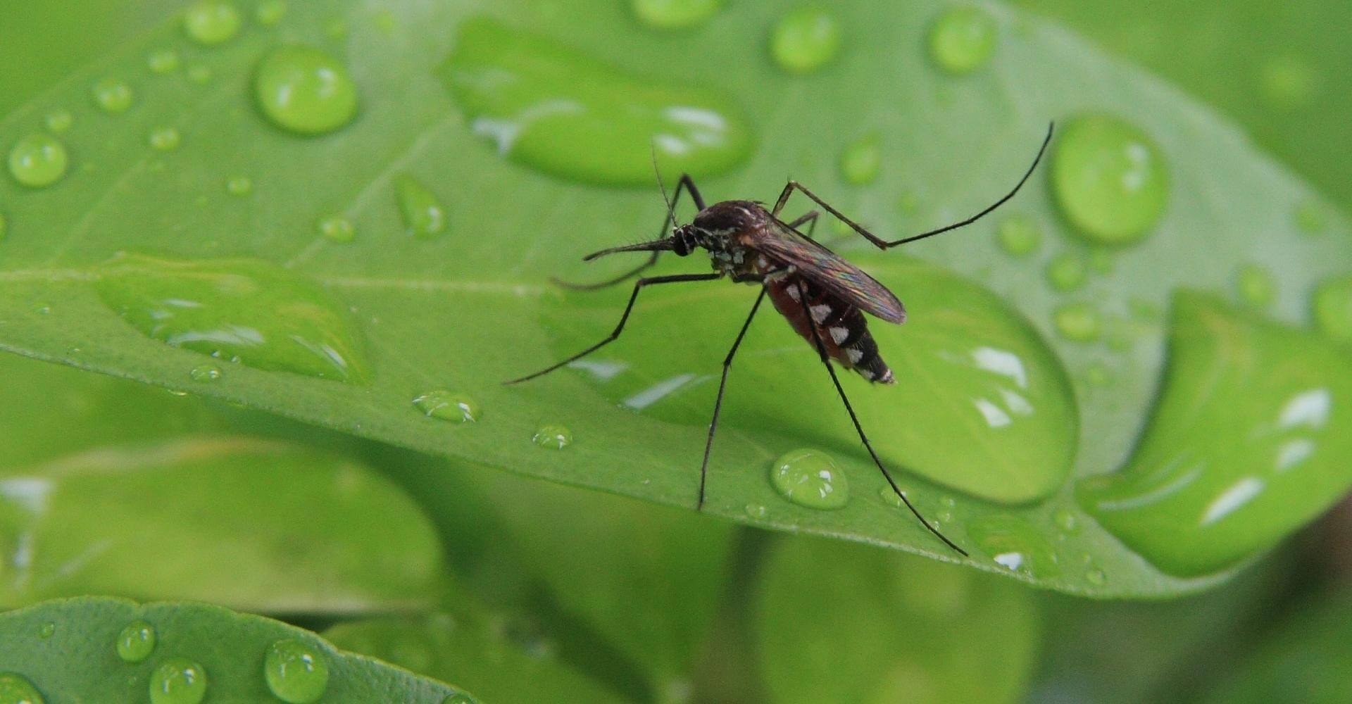 A mosquito resting on a green leaf, representing mosquito control service.